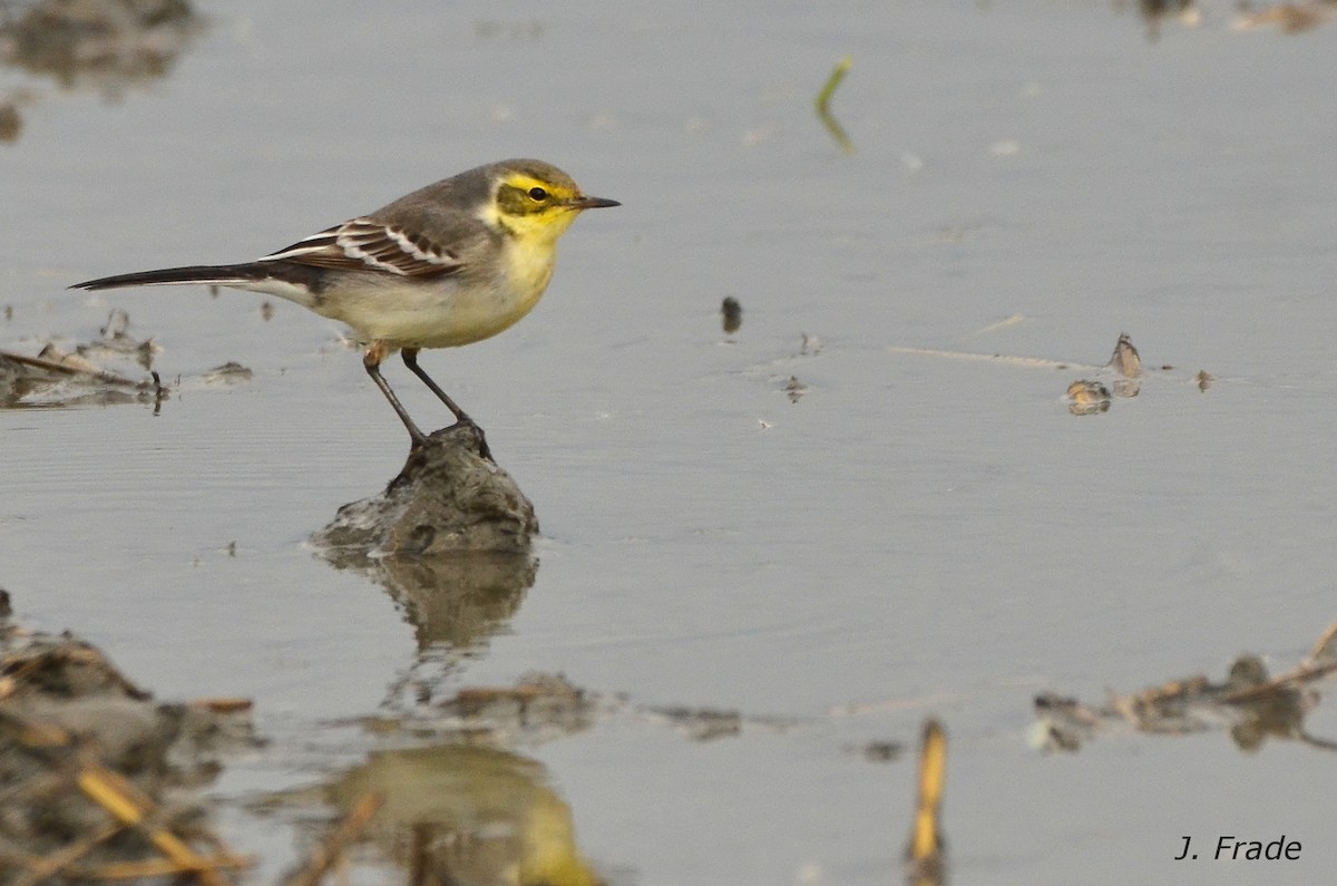 Citrine Wagtail - José Frade