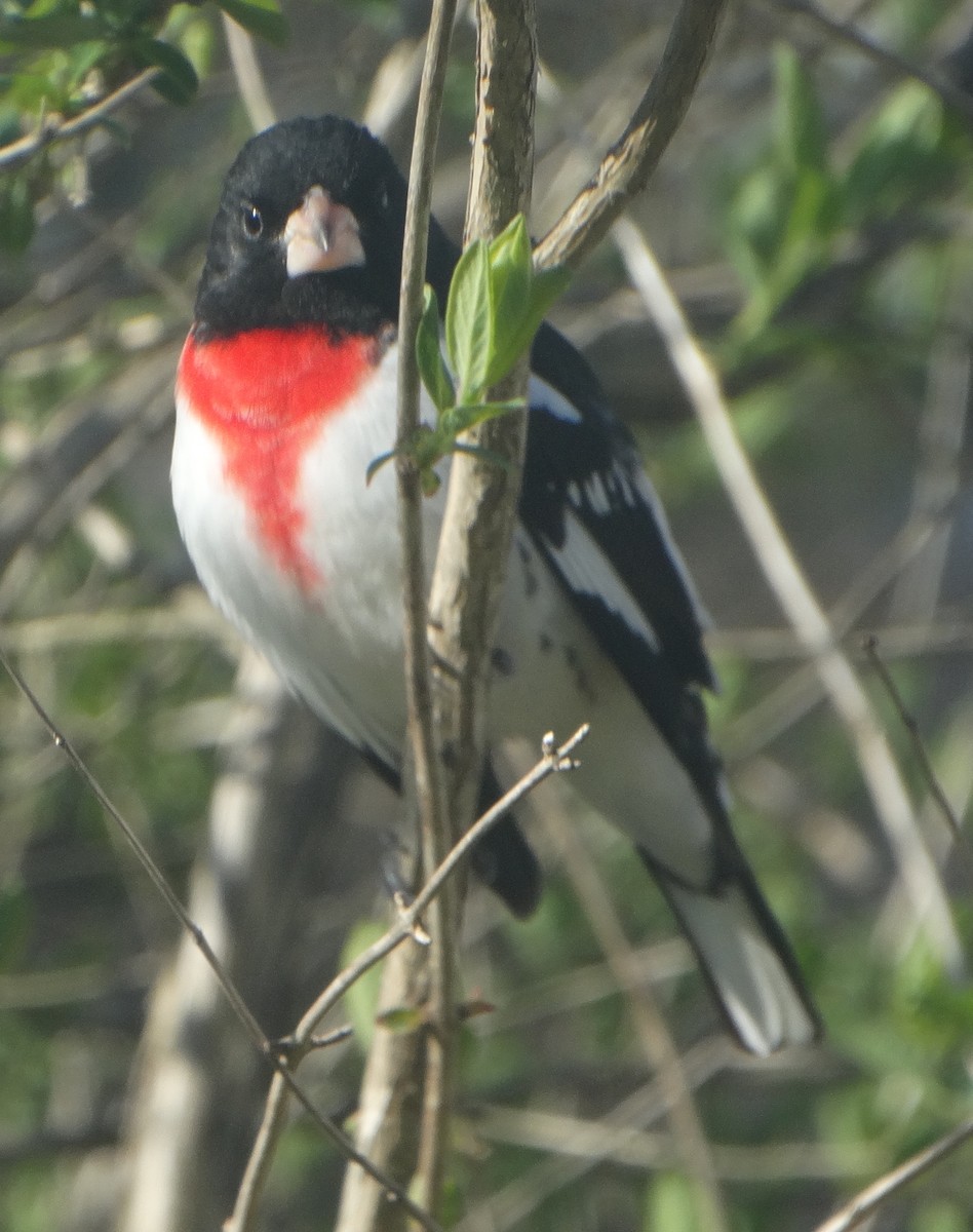 Rose-breasted Grosbeak - ML441945331