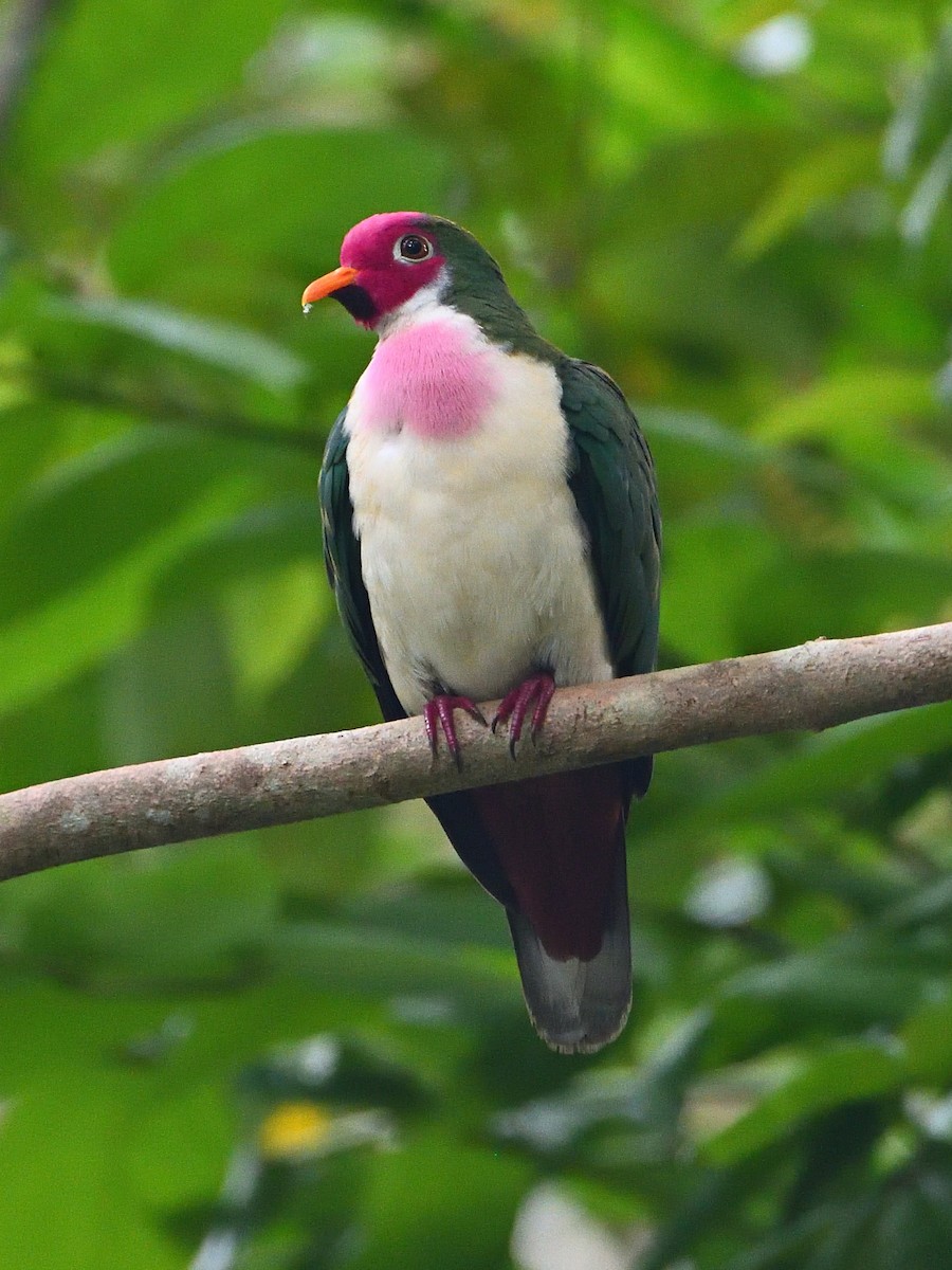 Jambu Fruit-Dove - ML441946011