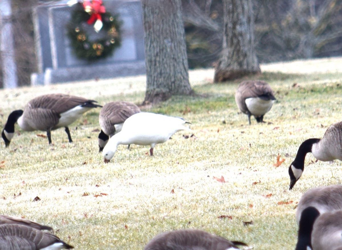 Snow Goose - ML44194711