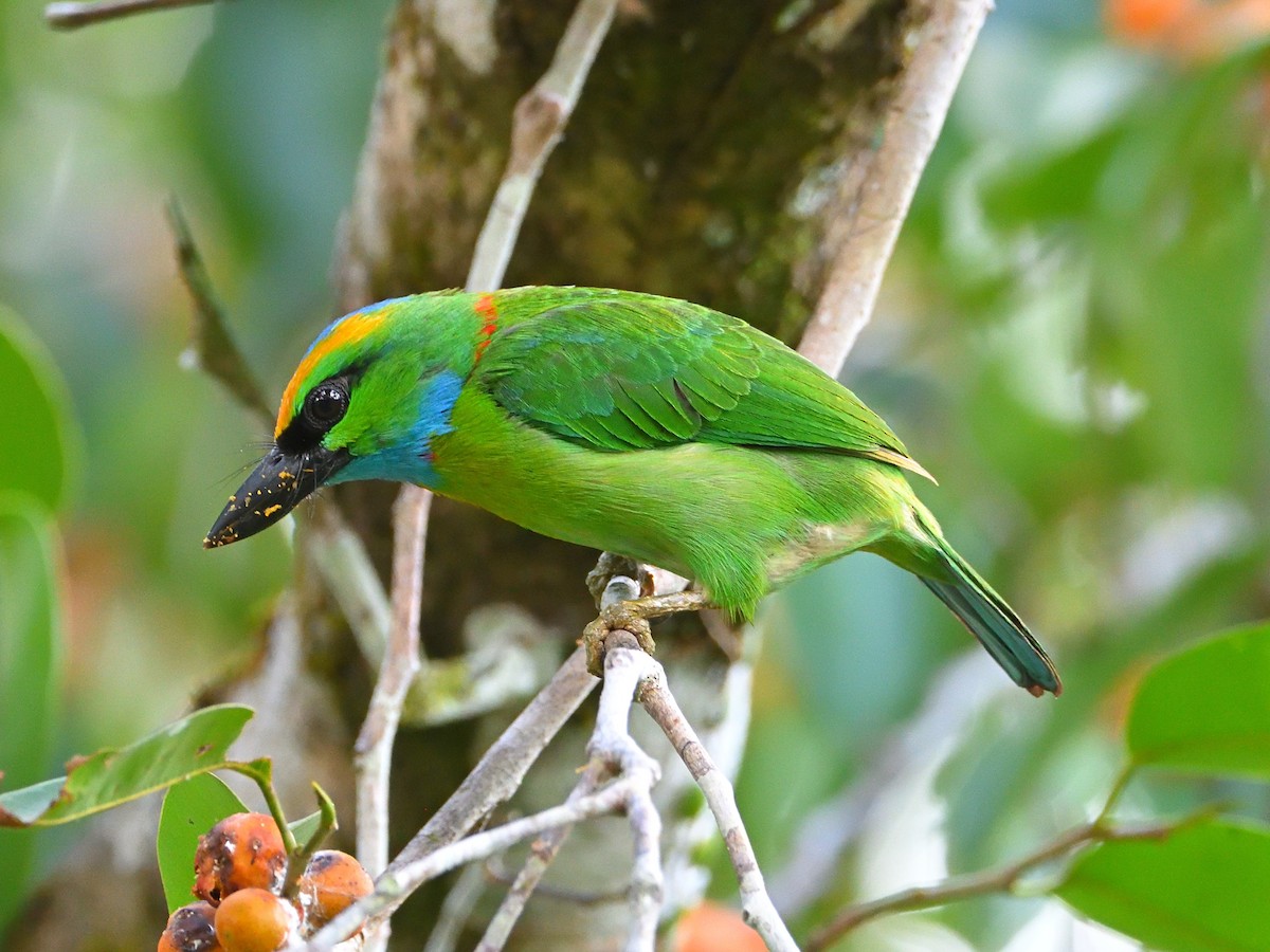 Yellow-crowned Barbet - ML441947321