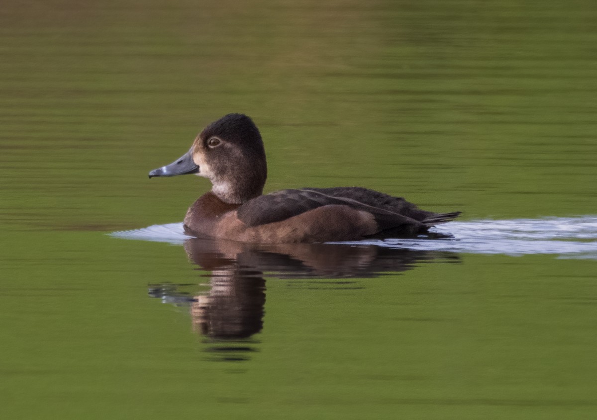 Ring-necked Duck - ML441947431