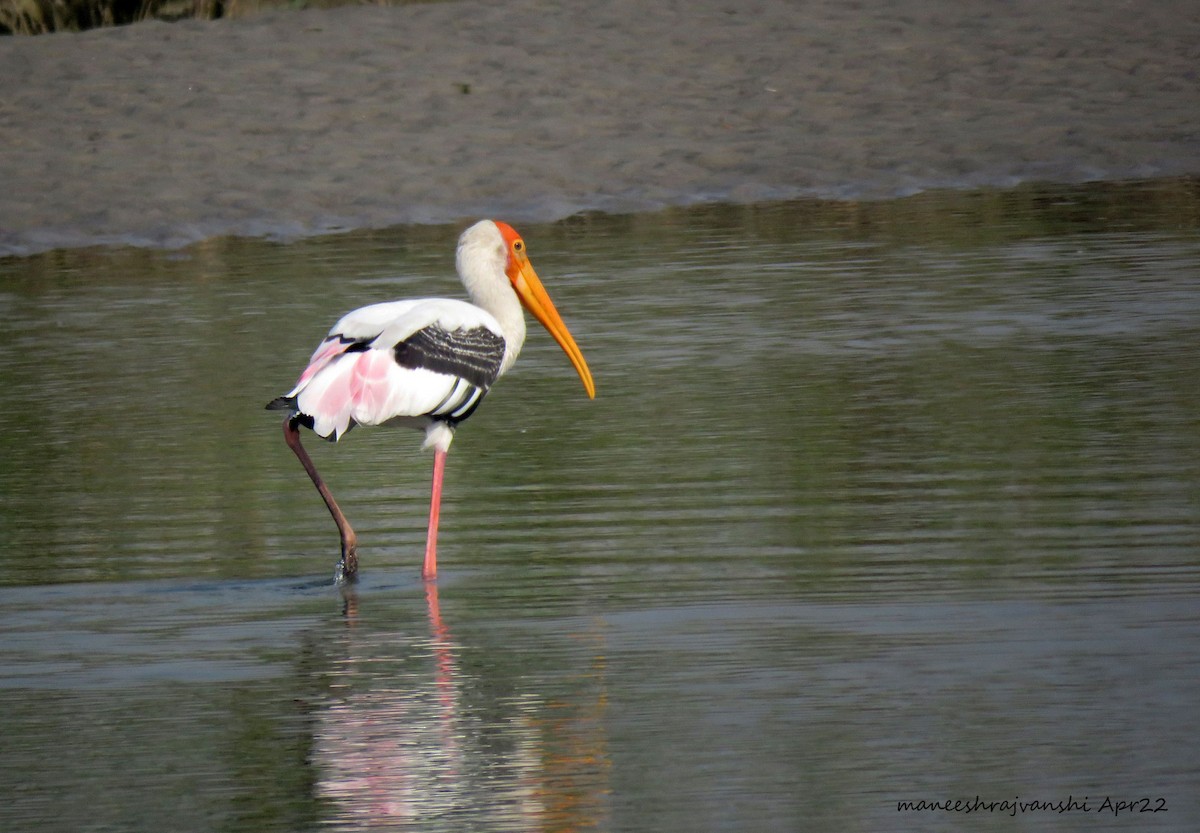 Painted Stork - ML441947621