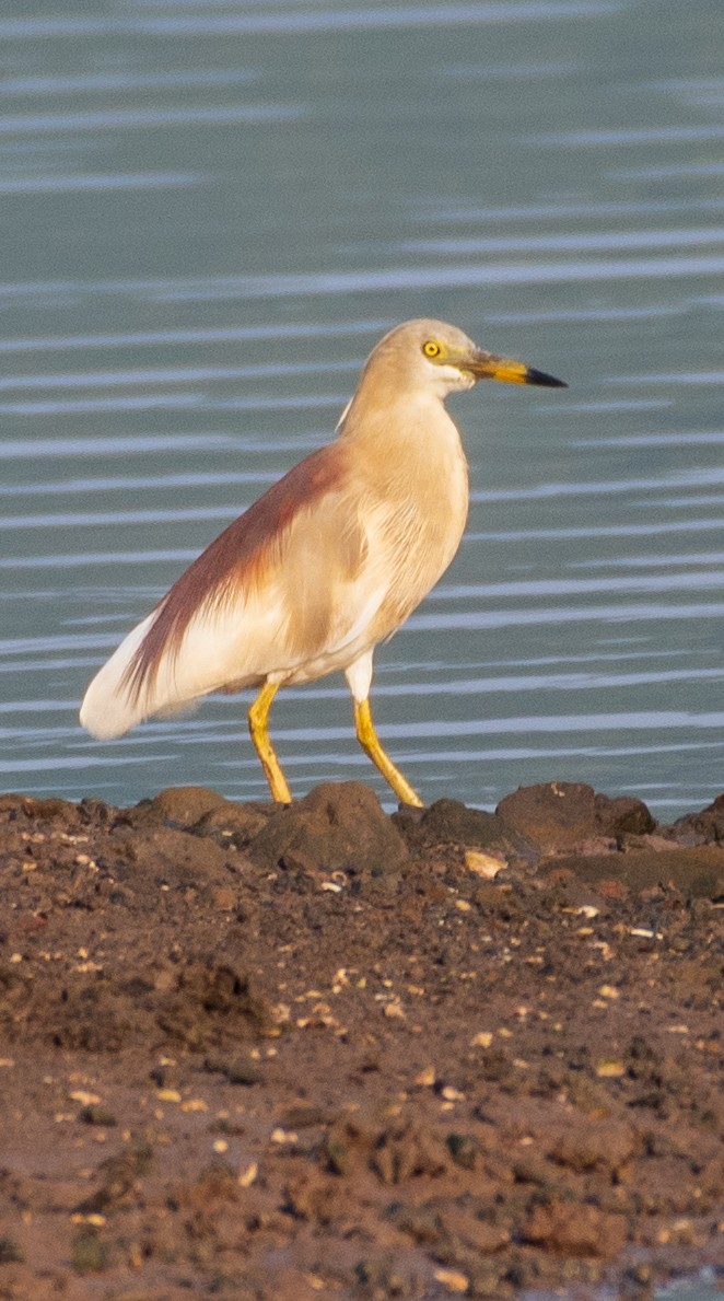 Indian Pond-Heron - ML441948091