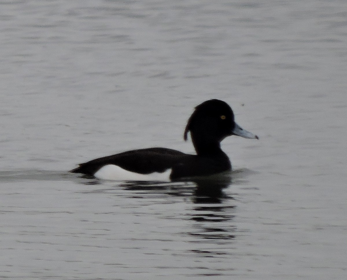 Tufted Duck - ML441948571