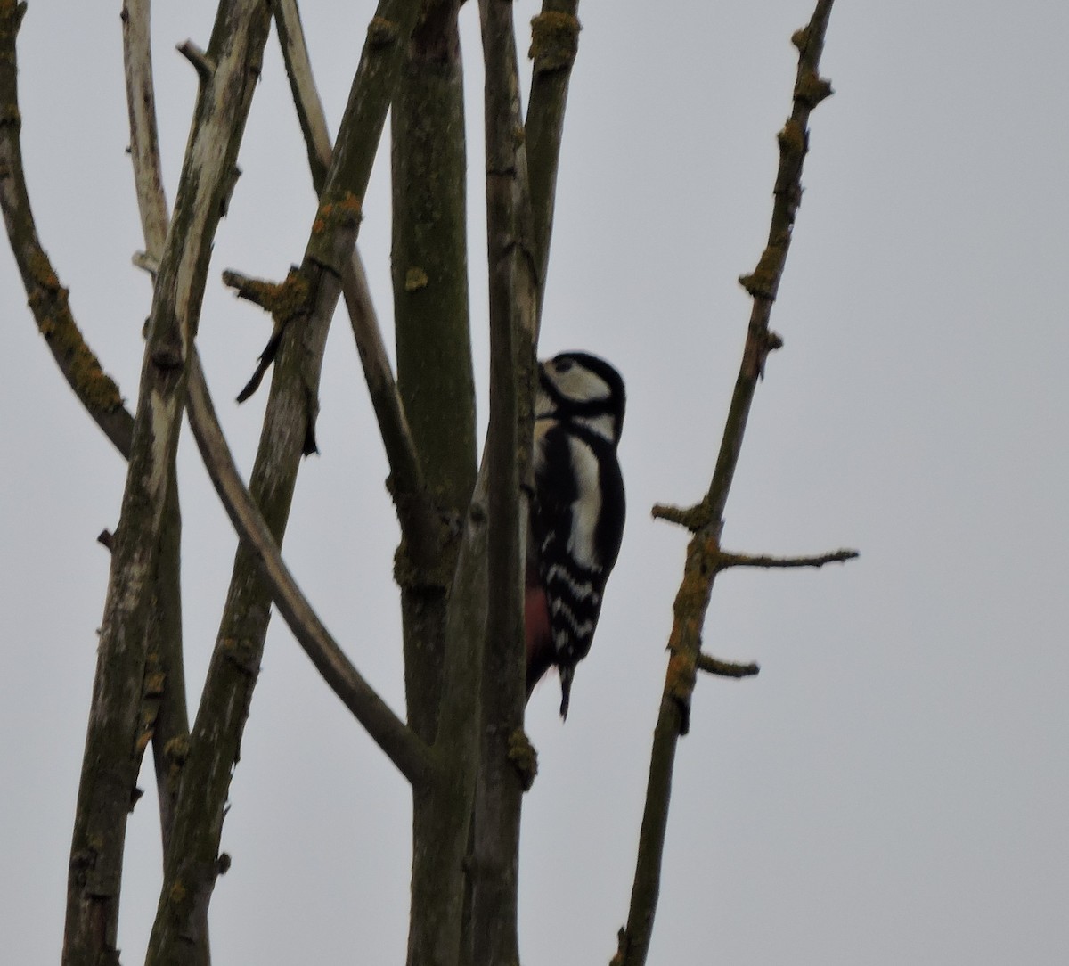 Great Spotted Woodpecker - ML441948641