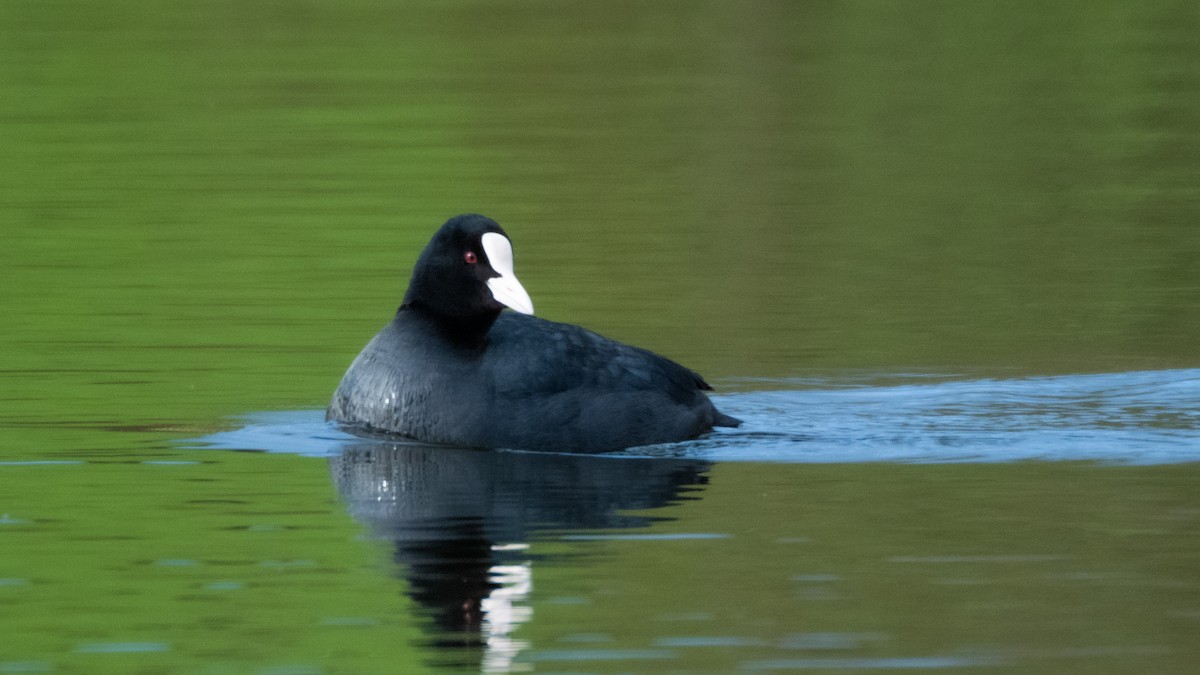 Eurasian Coot - ML441948811