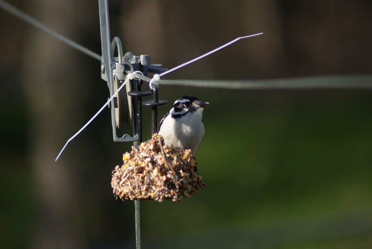 Downy Woodpecker - ML441950961