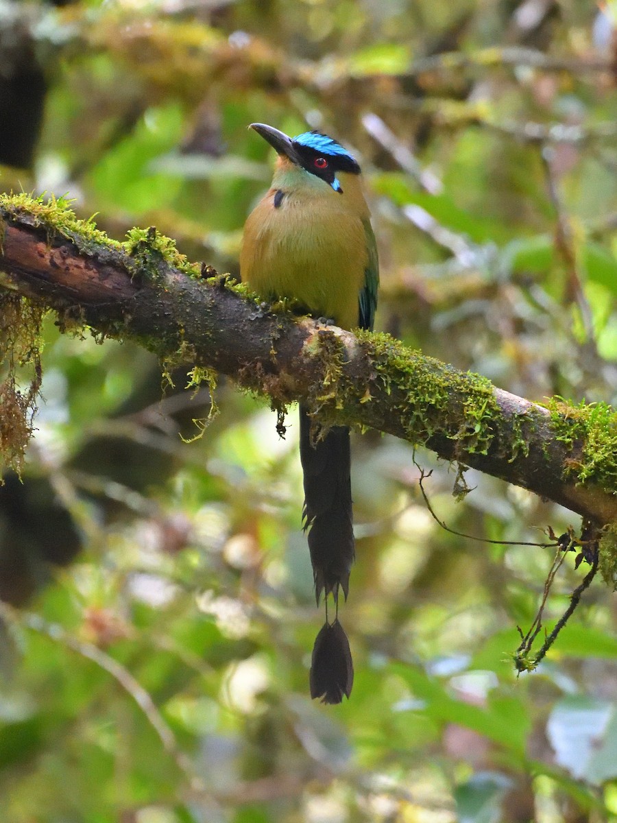 Motmot d'Équateur - ML441951181