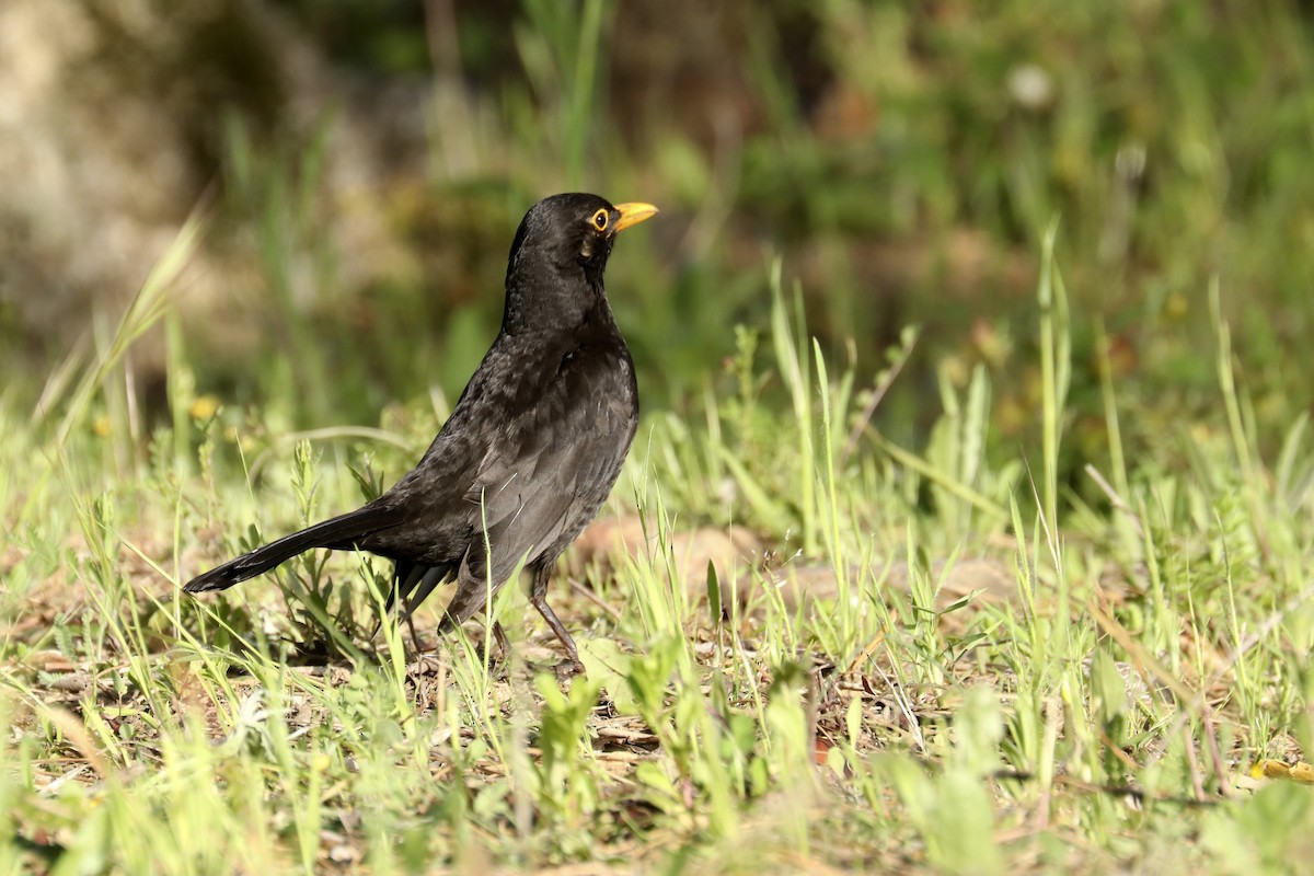 Eurasian Blackbird - ML441951191