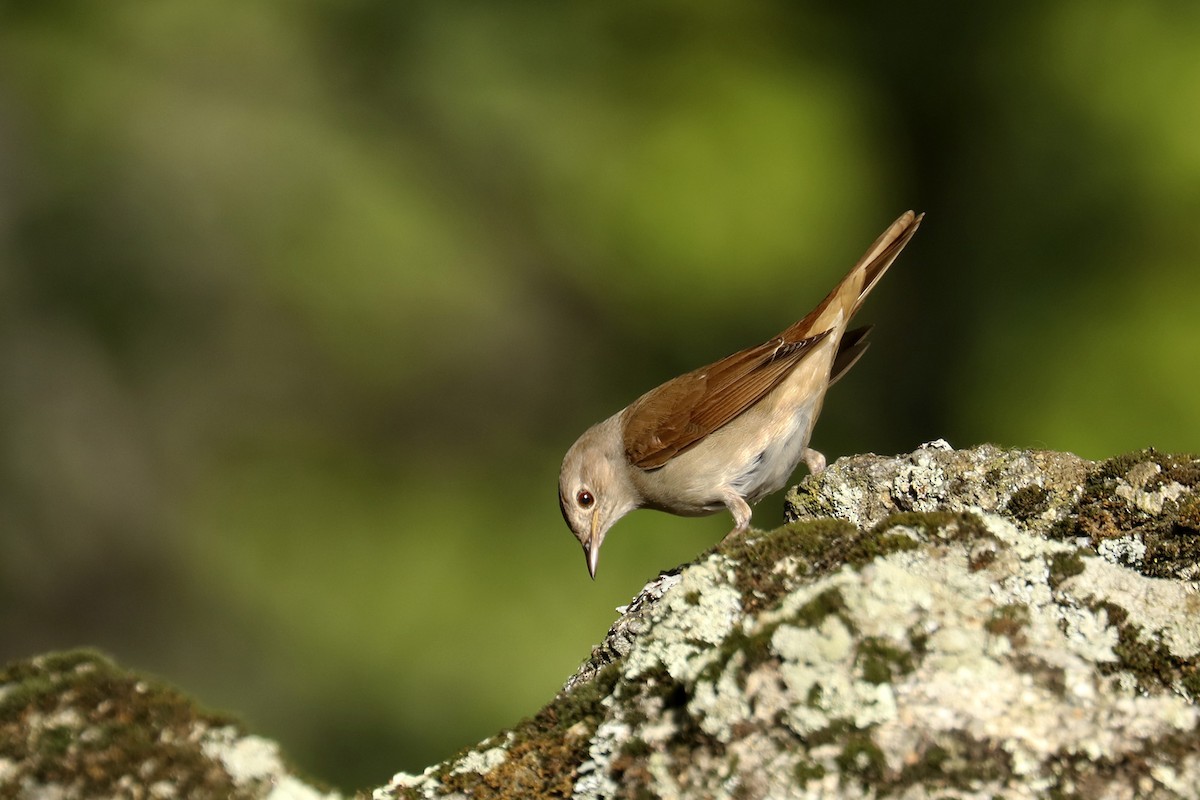 Common Nightingale - ML441951321