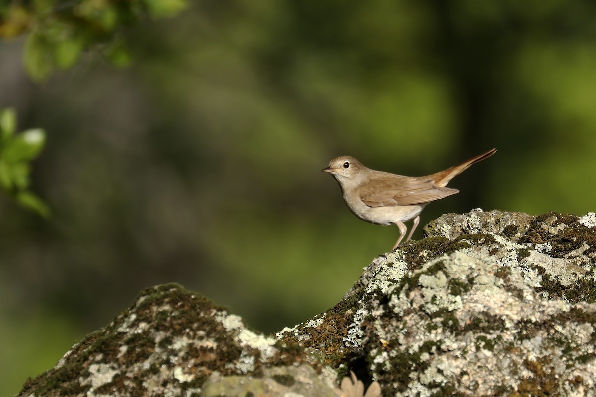 Common Nightingale - ML441951331