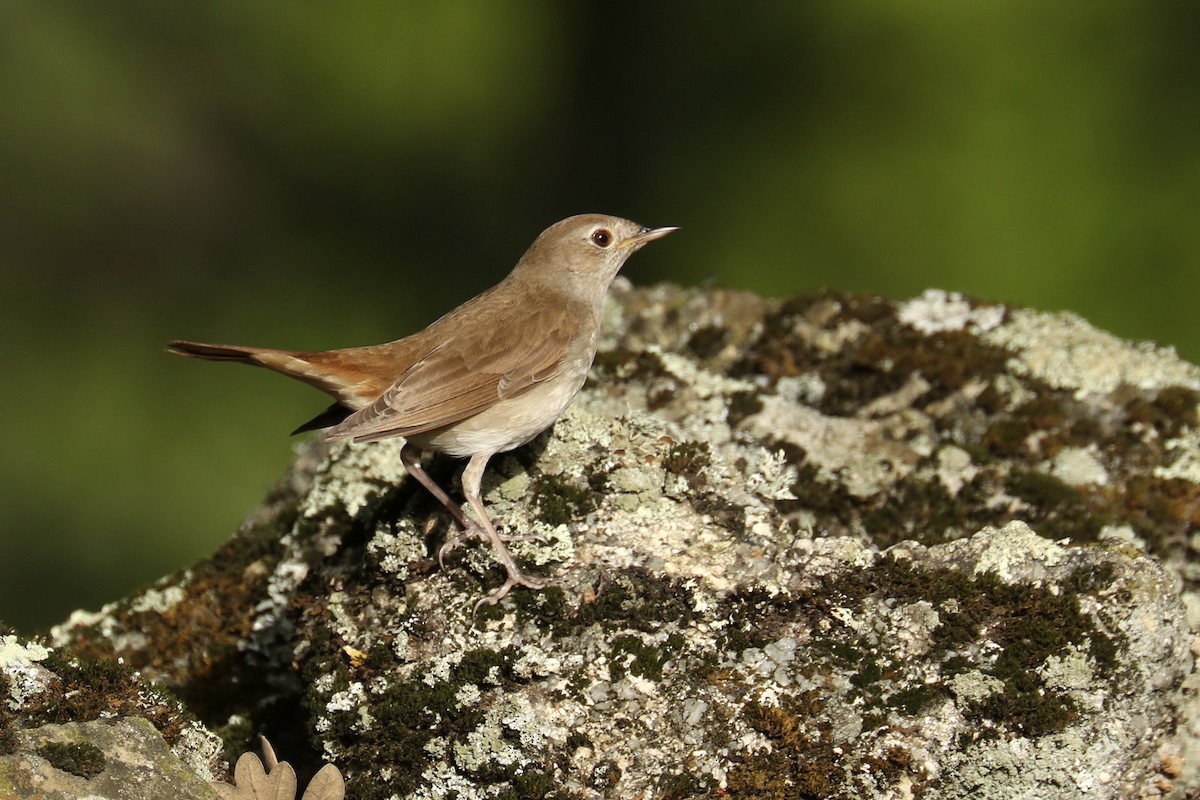 Common Nightingale - ML441951341