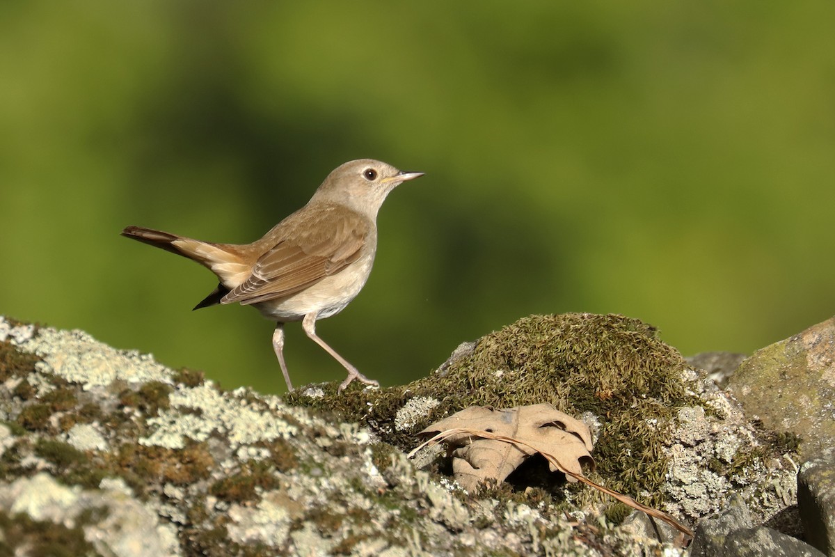 Common Nightingale - ML441951351