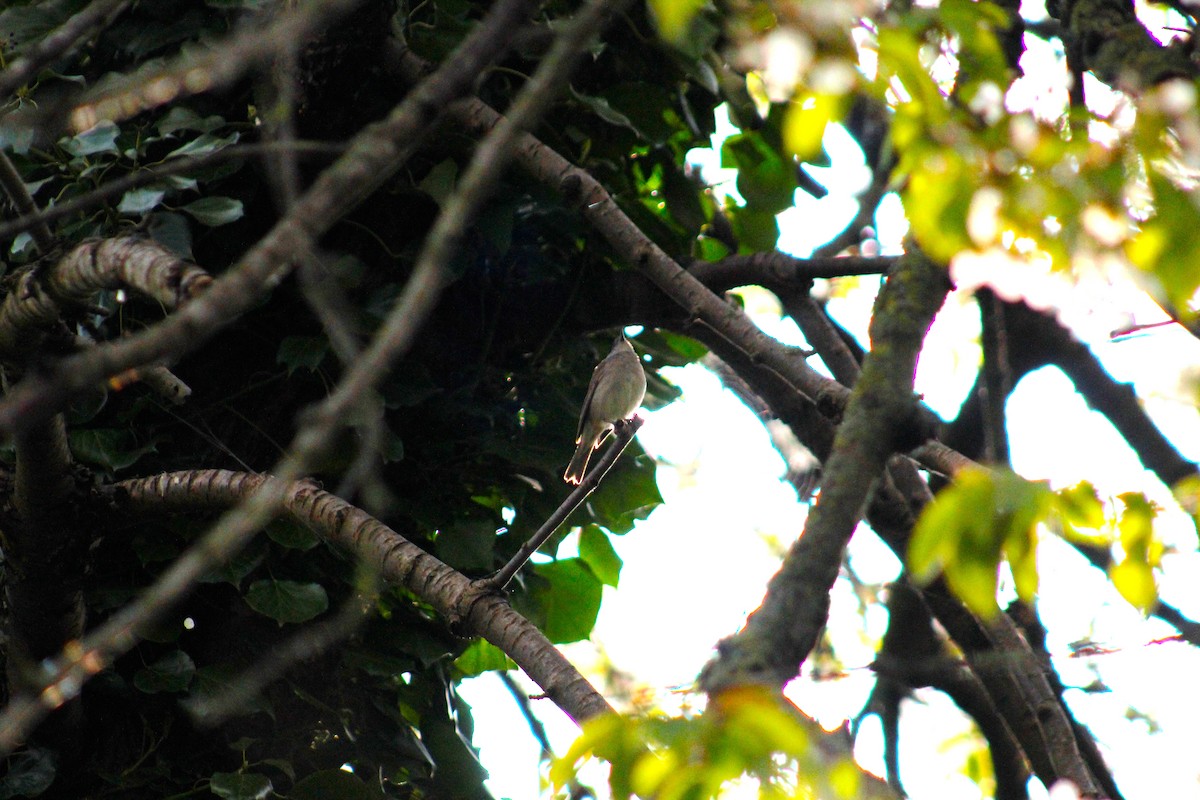 Eurasian Blackcap - ML441953201