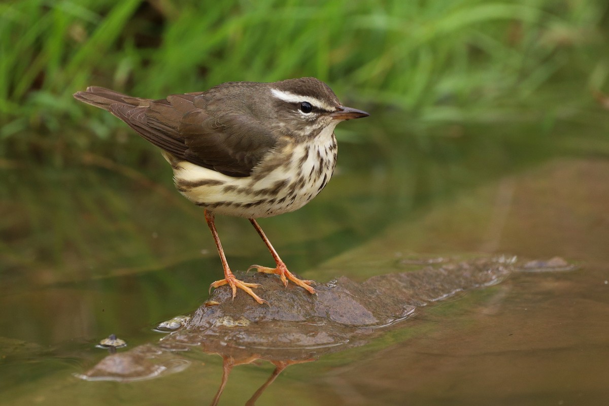 Louisiana Waterthrush - ML441953701