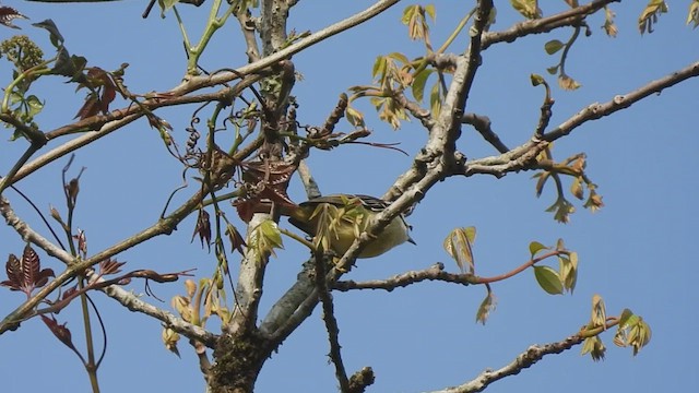 Red-tailed Minla - ML441954611