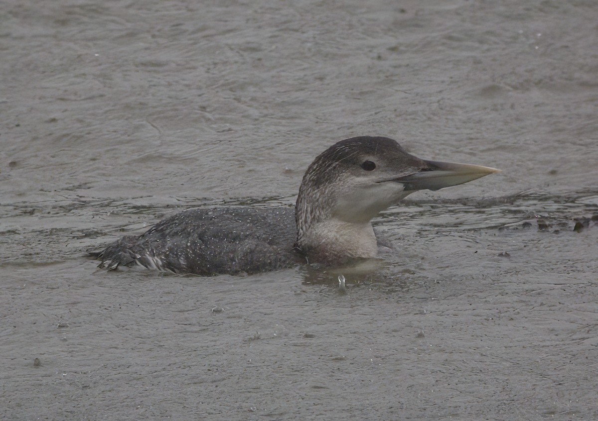 Yellow-billed Loon - ML441955591