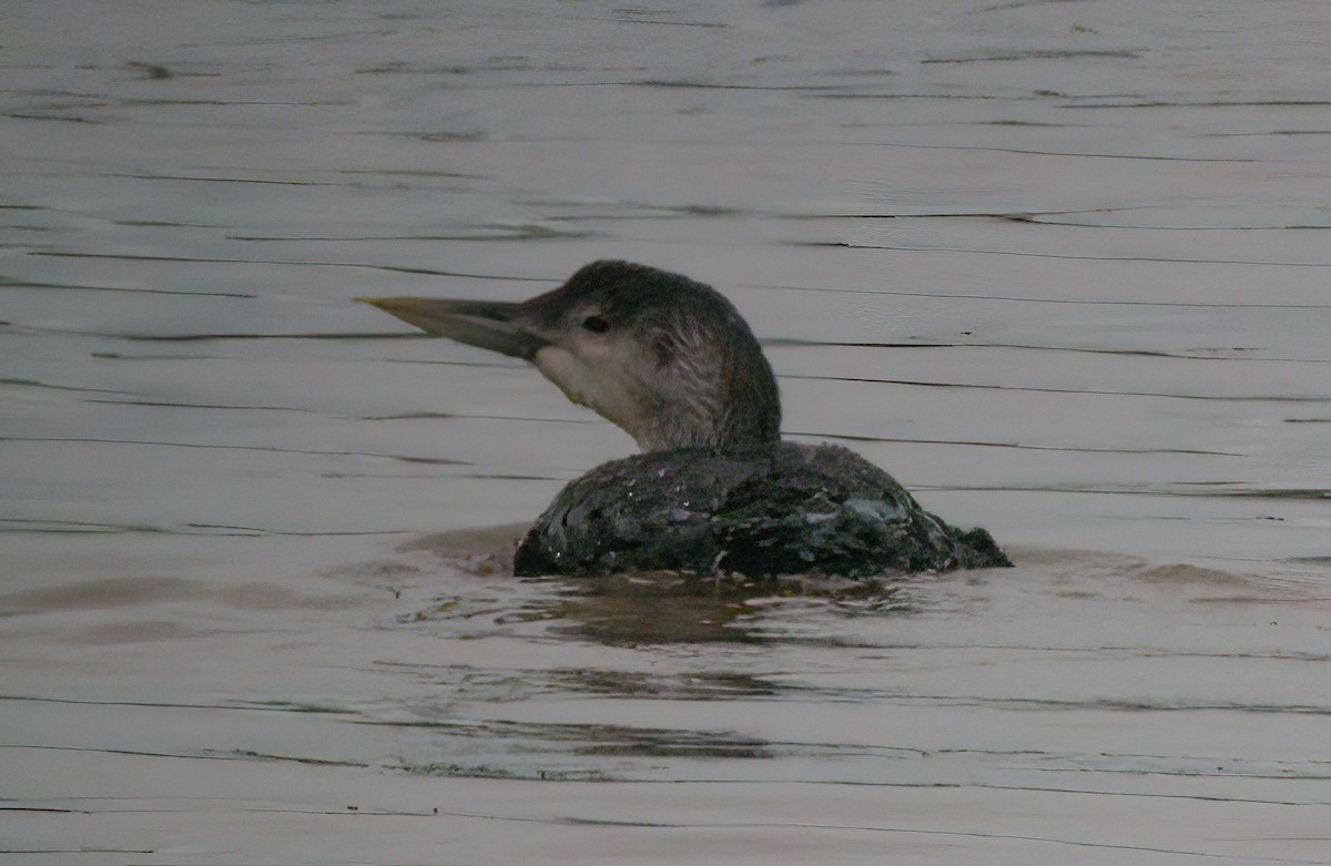 Yellow-billed Loon - Chris Jones