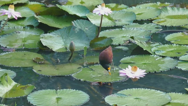 Jacana du Mexique - ML441955711