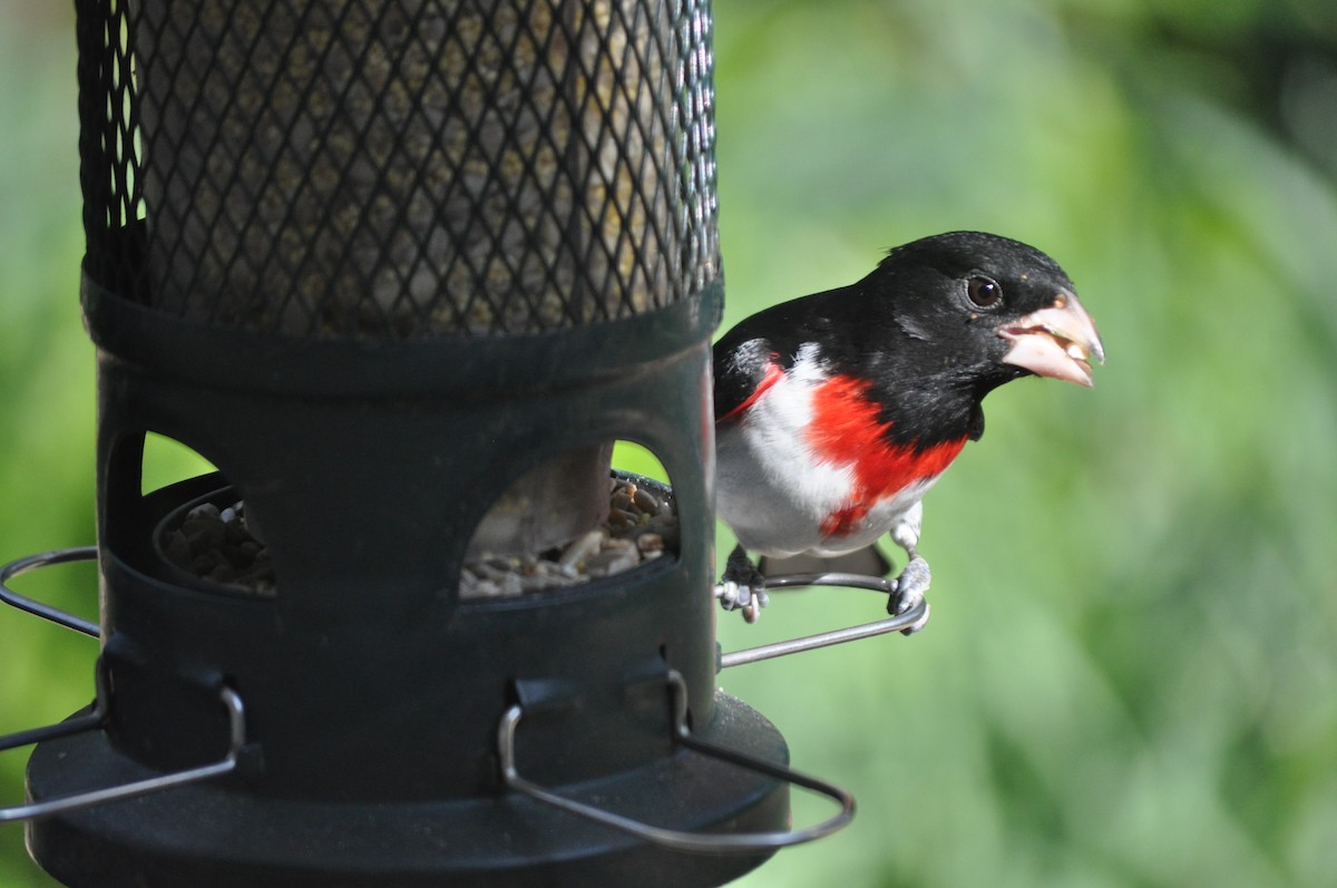 Rose-breasted Grosbeak - ML441956881