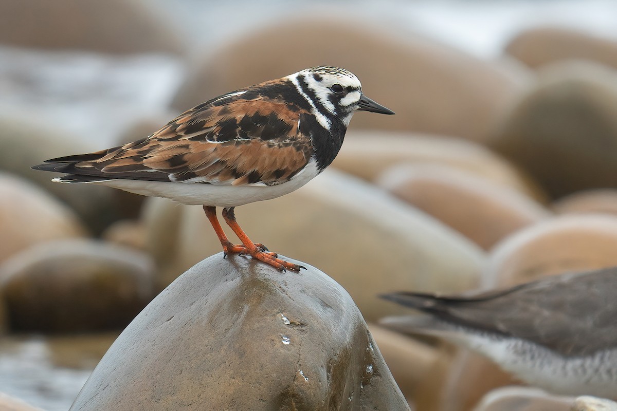 Ruddy Turnstone - ML441956981