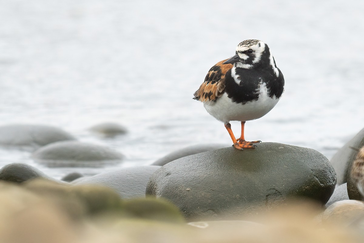 Ruddy Turnstone - ML441956991