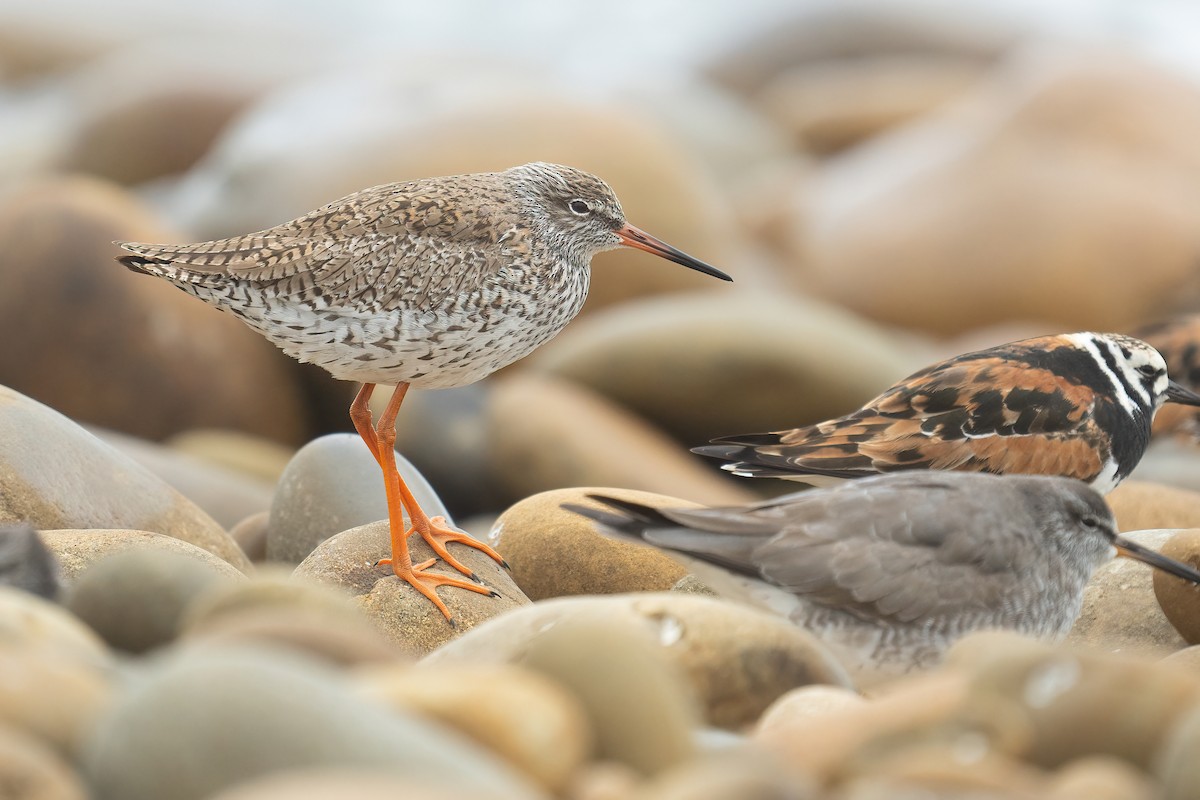 Common Redshank - ML441957041