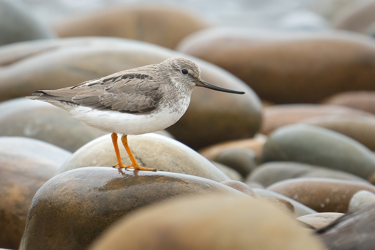 Terek Sandpiper - ML441957131