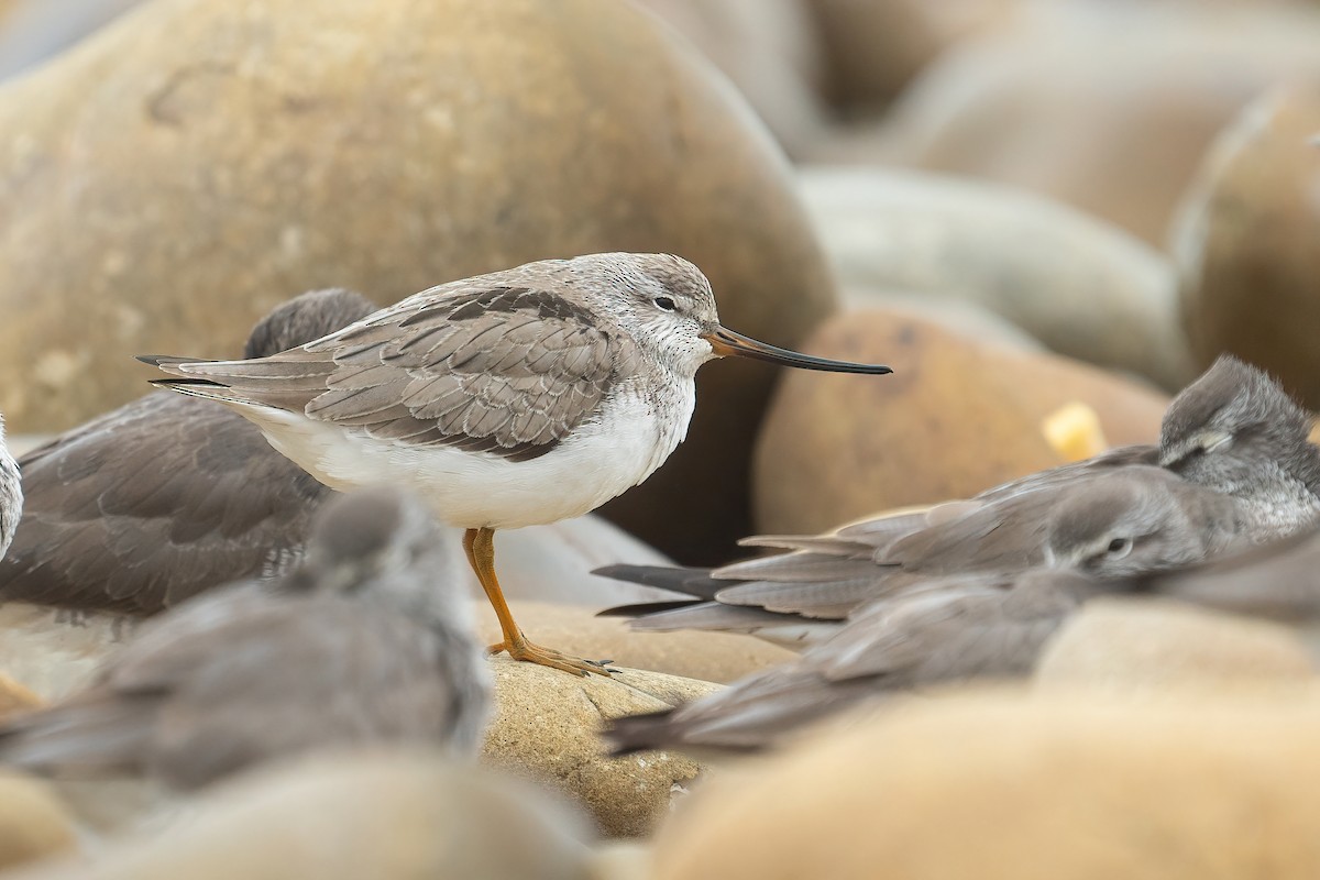 Terek Sandpiper - ML441957141