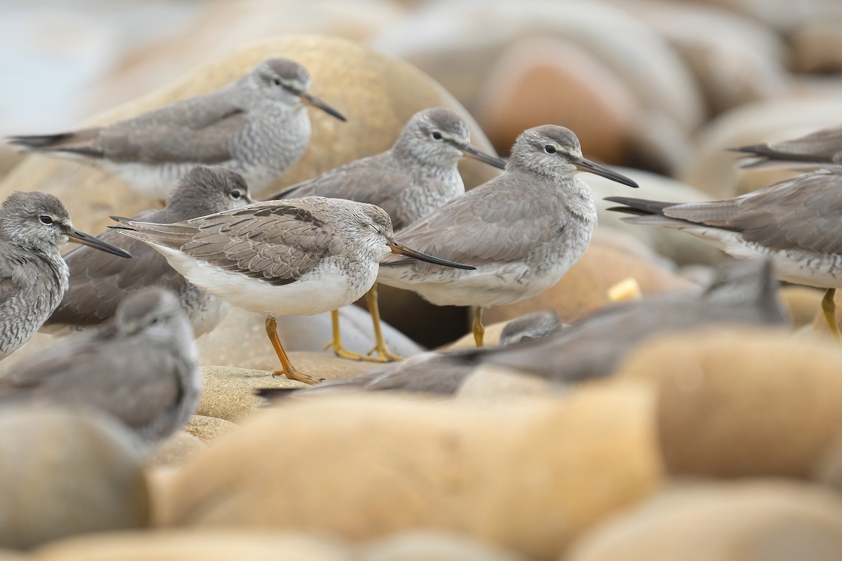 Terek Sandpiper - ML441957151