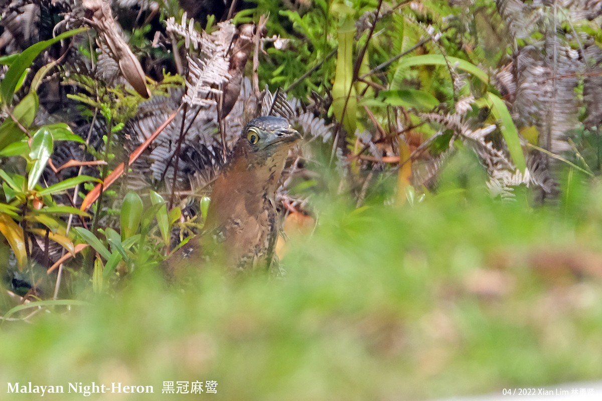 Malayan Night Heron - ML441957571