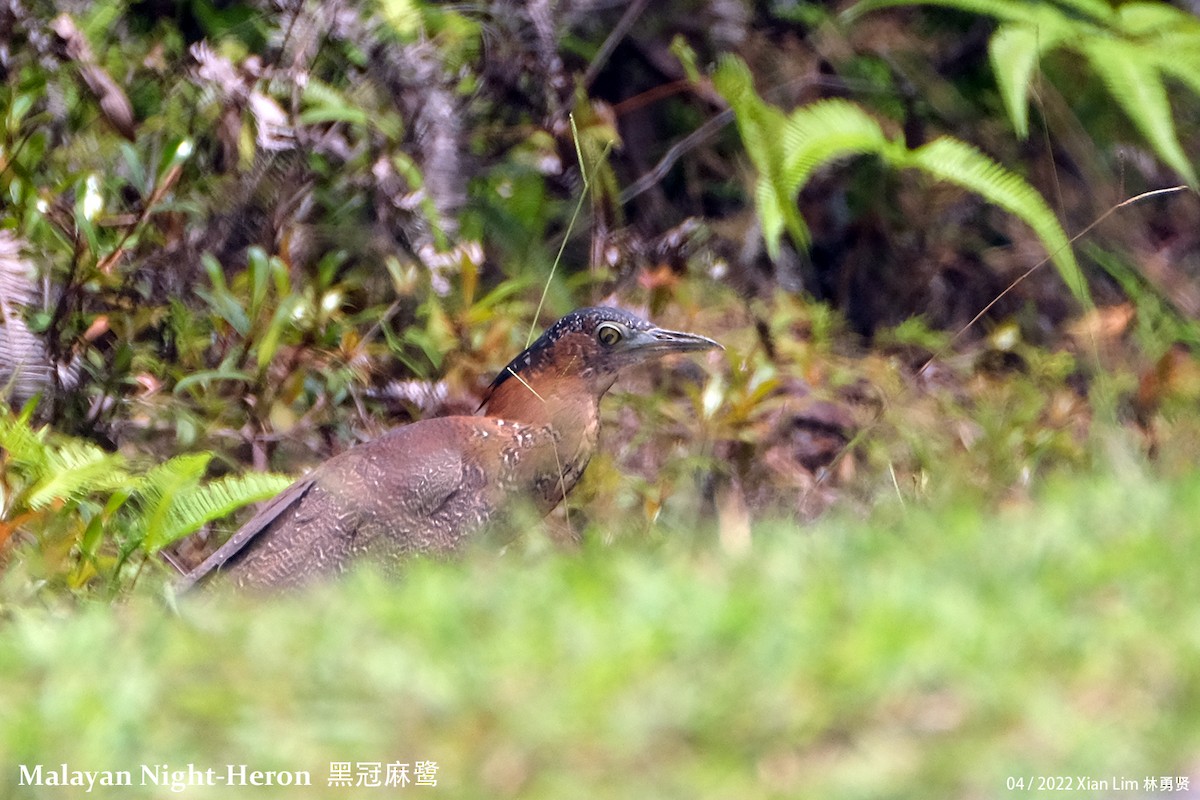 Malayan Night Heron - ML441957581