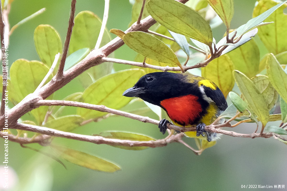 Scarlet-breasted Flowerpecker - ML441957701