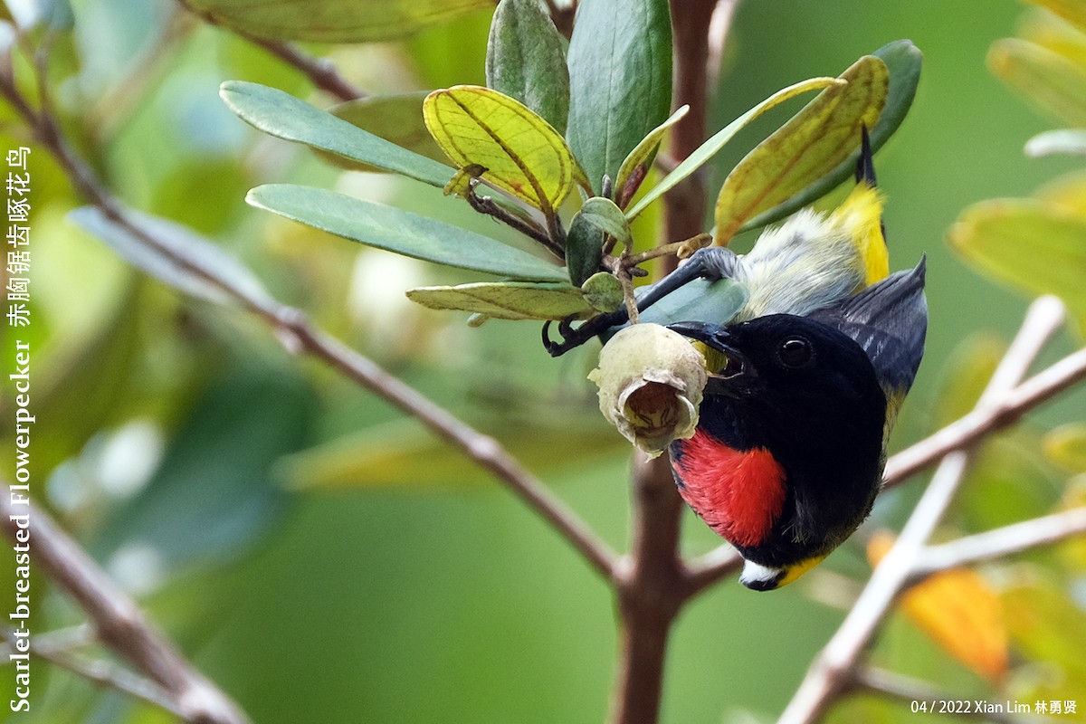 Scarlet-breasted Flowerpecker - ML441957711