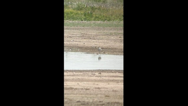 Black-bellied Plover - ML441957841