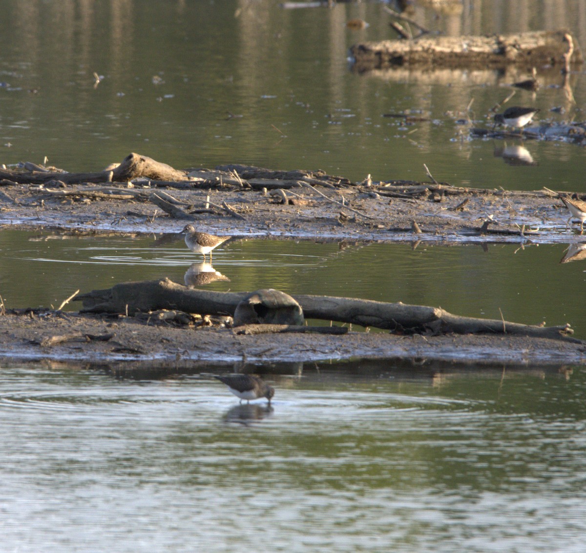 Solitary Sandpiper - Malachi  Seilhamer