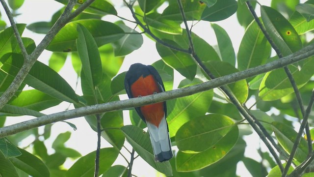 blåryggtrogon - ML441962361