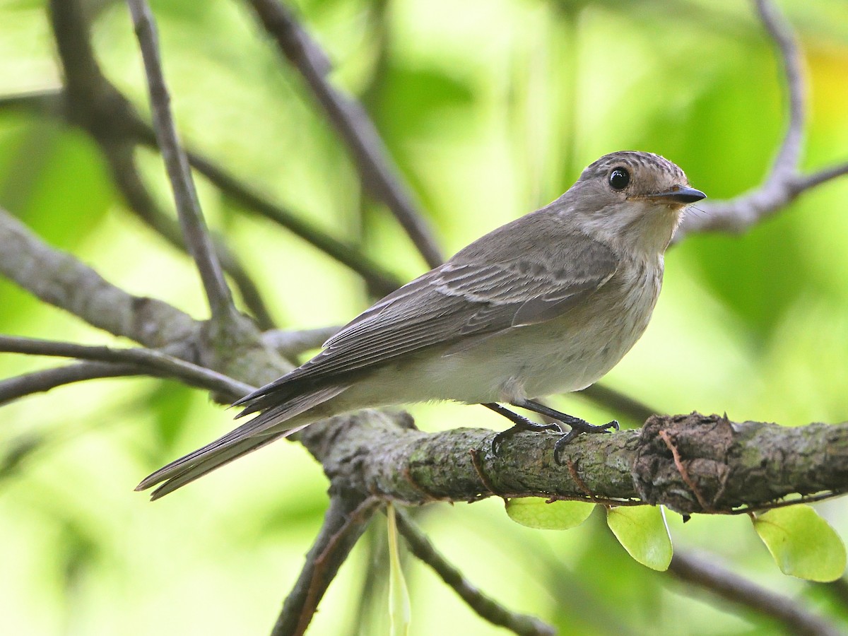 Spotted Flycatcher - ML441964171