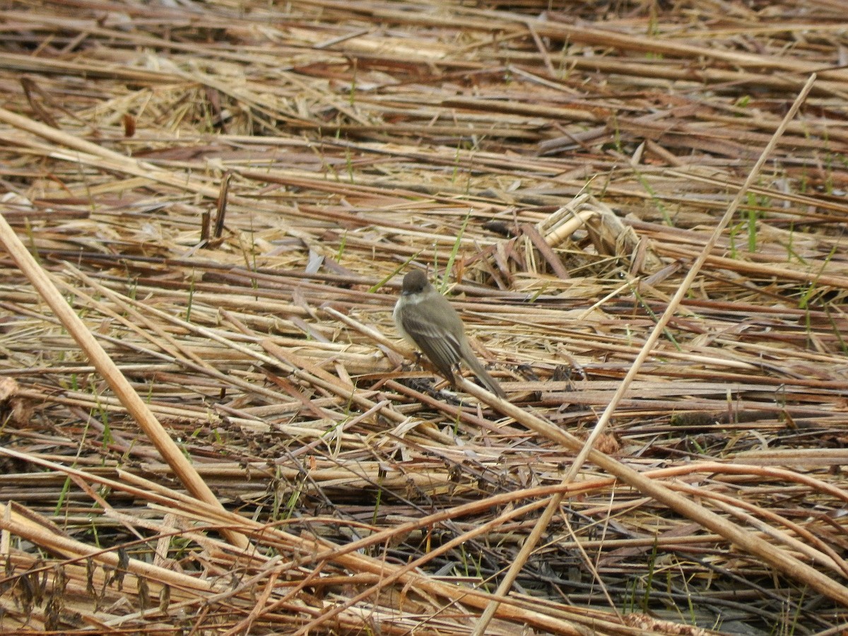 Eastern Phoebe - ML441965131