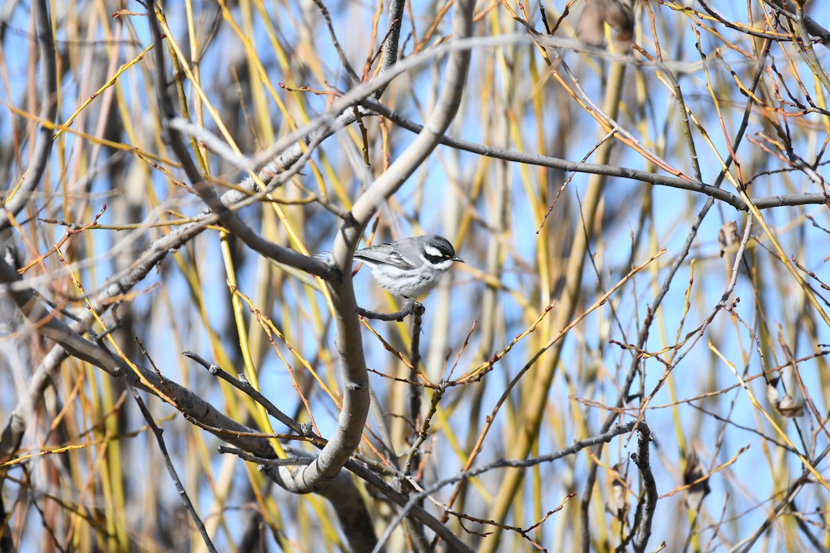 Black-throated Gray Warbler - ML441967511