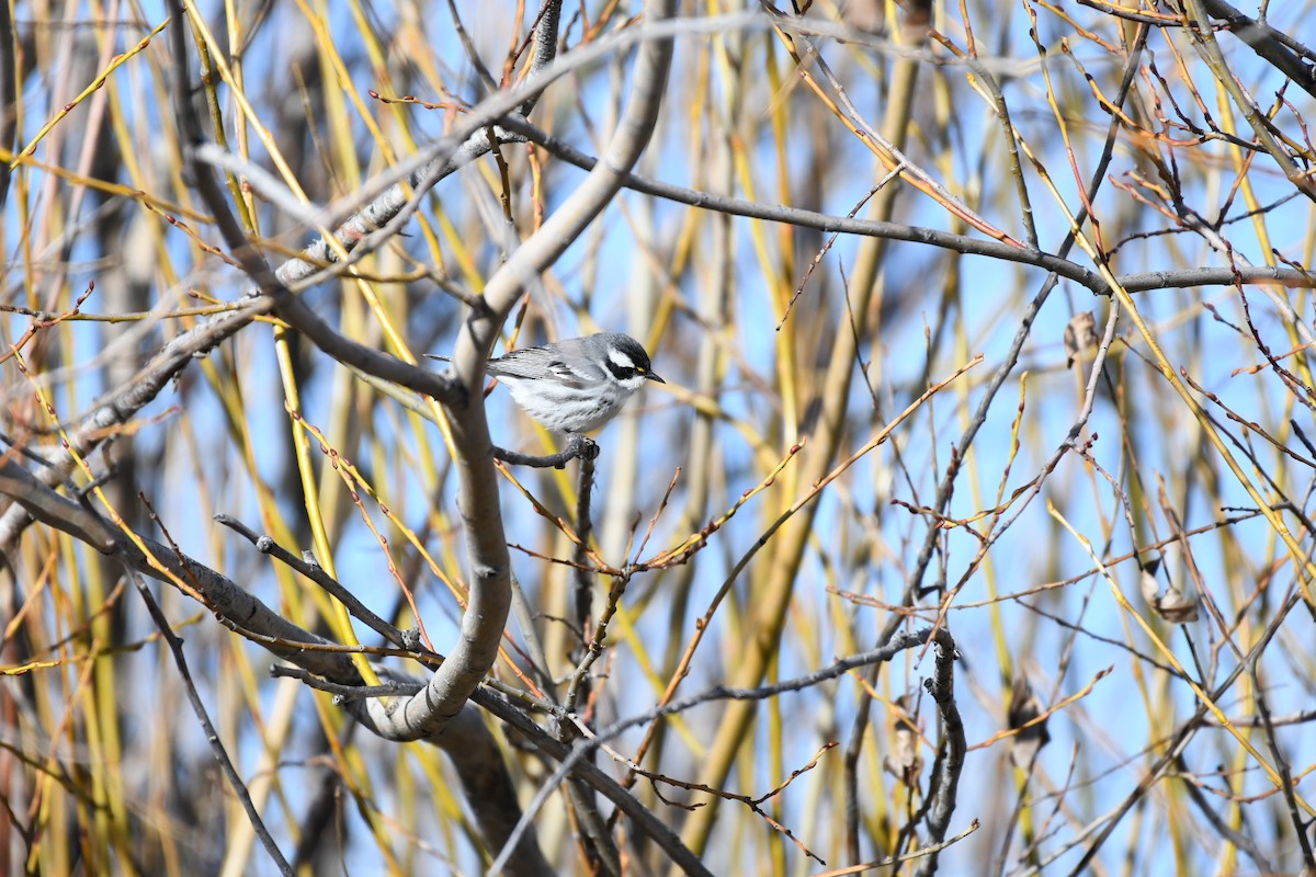 Black-throated Gray Warbler - ML441967521