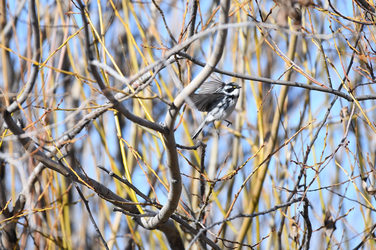 Black-throated Gray Warbler - ML441967631
