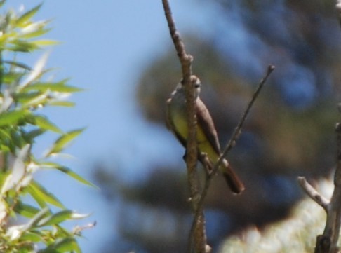 Western Kingbird - ML441968061