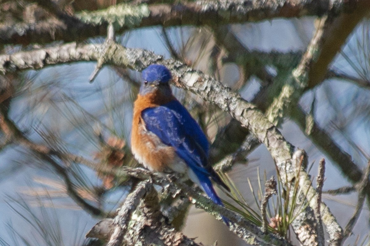 Eastern Bluebird - ML441970891