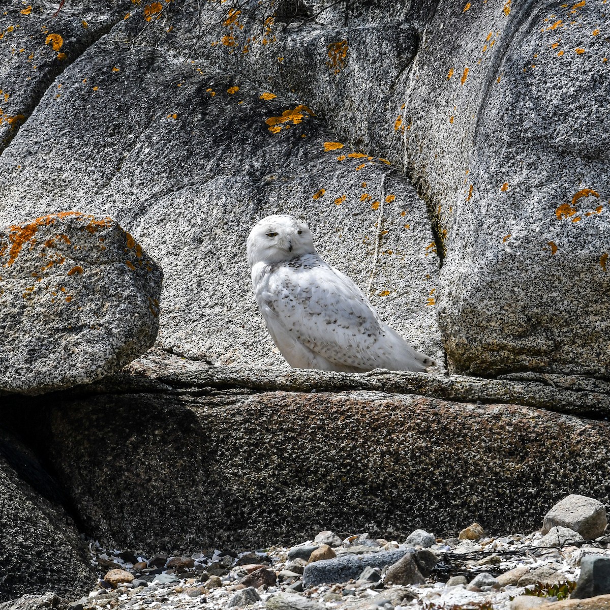 Snowy Owl - ML441971111