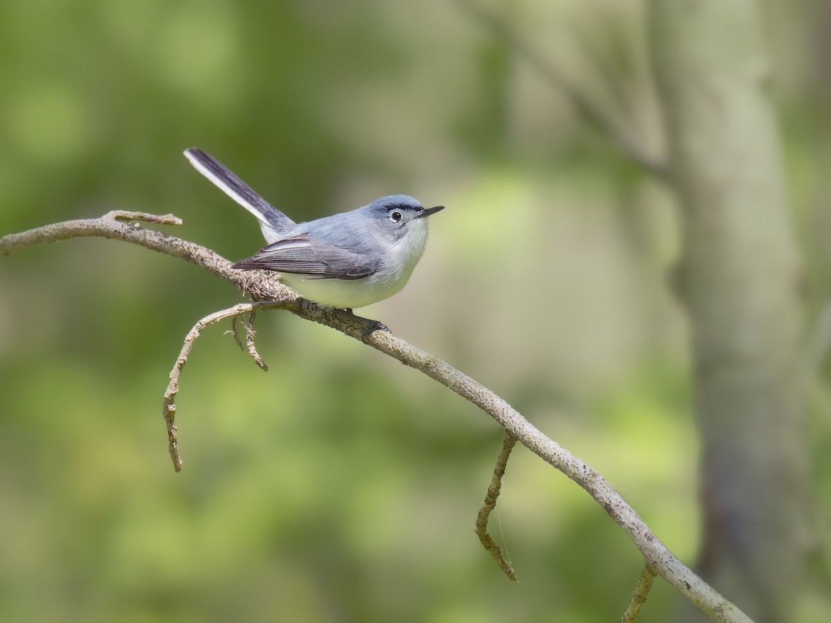 Blue-gray Gnatcatcher - Michael Moore