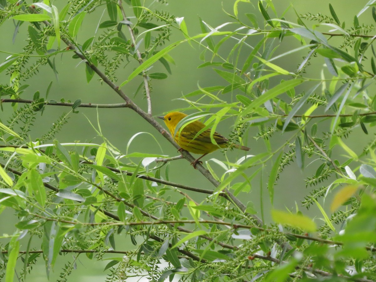 Yellow Warbler - ML441971411