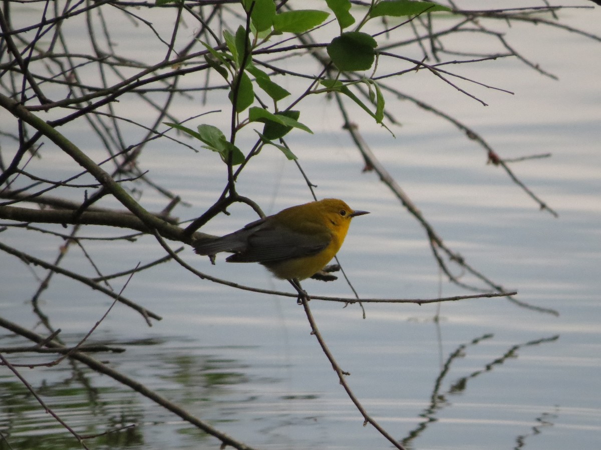 Prothonotary Warbler - ML441971471