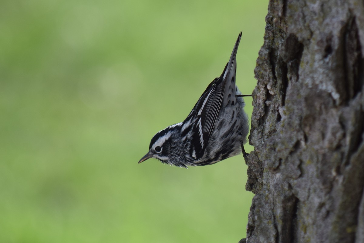 Black-and-white Warbler - ML441971631